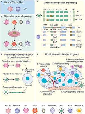 Glioblastoma microenvironment and its reprogramming by oncolytic virotherapy